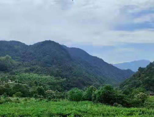 湖北57365z线路检测中心集团英山有机茶厂
